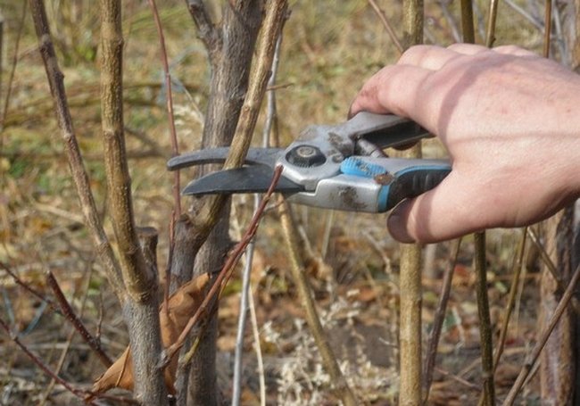 Wie man Viburnum im Herbst richtig beschneidet (normal und dekorativ)