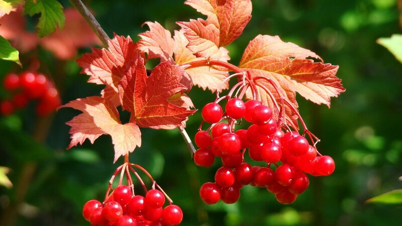 Wie man Viburnum im Herbst richtig beschneidet (normal und dekorativ)