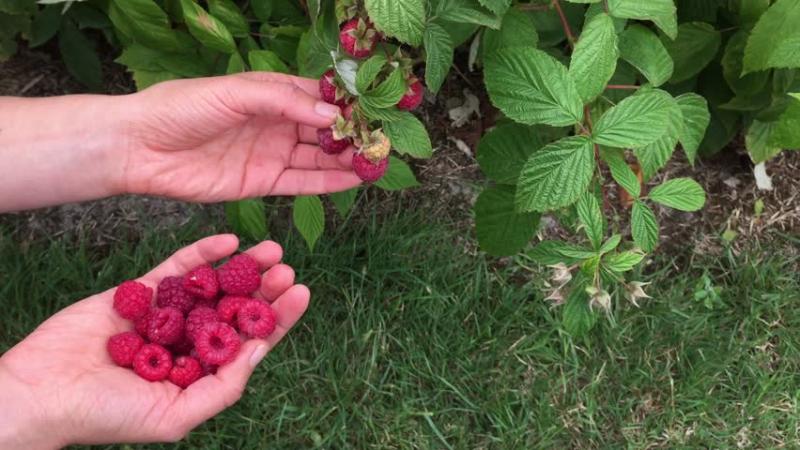 Vorteile und Merkmale früher Himbeeren