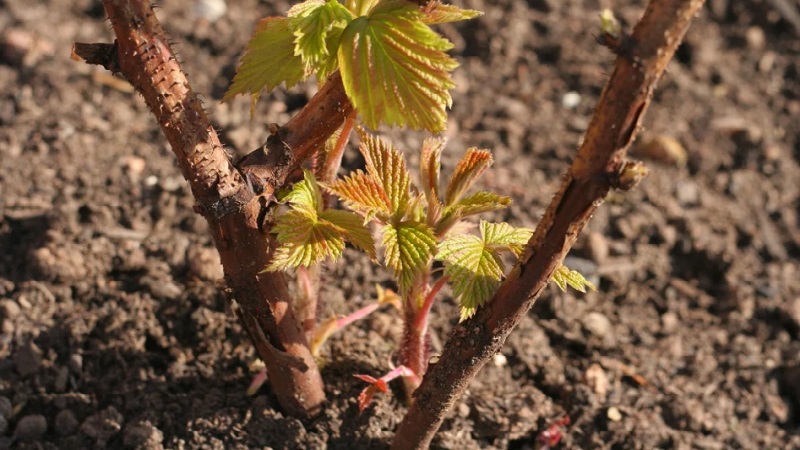 Wann ist es besser, Himbeeren in der mittleren Gasse zu pflanzen - im Frühjahr oder Herbst