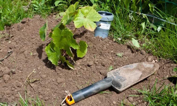 Wann und wie man Trauben im Herbst richtig an einen anderen Ort verpflanzt