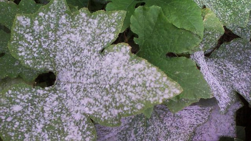 Warum erscheint eine weiße Blüte auf Gurken in einem Gewächshaus und wie geht man damit um?