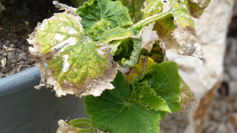 Warum erscheint eine weiße Blüte auf Gurken in einem Gewächshaus und wie geht man damit um?