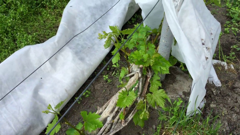 Trauben für den Winter vorbereiten: Die Geheimnisse der Verarbeitung im Herbst vor dem Schutz