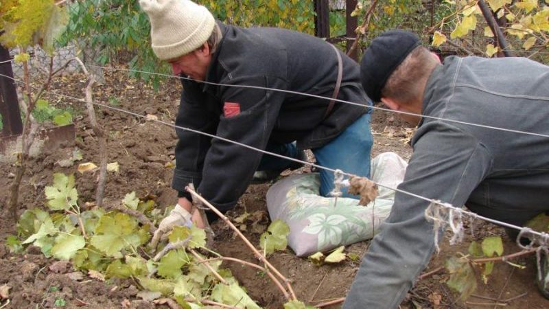 Trauben für den Winter vorbereiten: Die Geheimnisse der Verarbeitung im Herbst vor dem Schutz