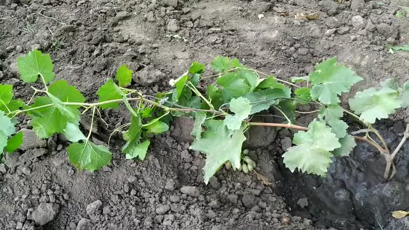 Trauben für den Winter vorbereiten: Die Geheimnisse der Verarbeitung im Herbst vor dem Schutz