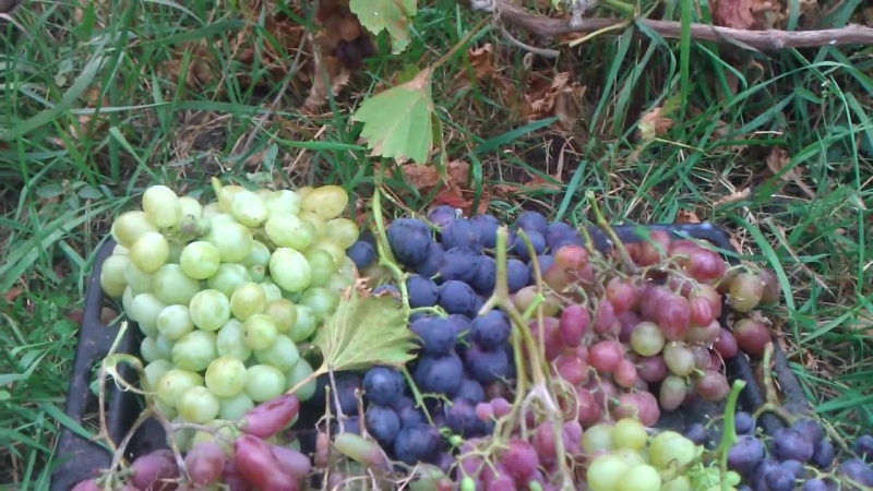 Wie und was man im Herbst richtig füttert