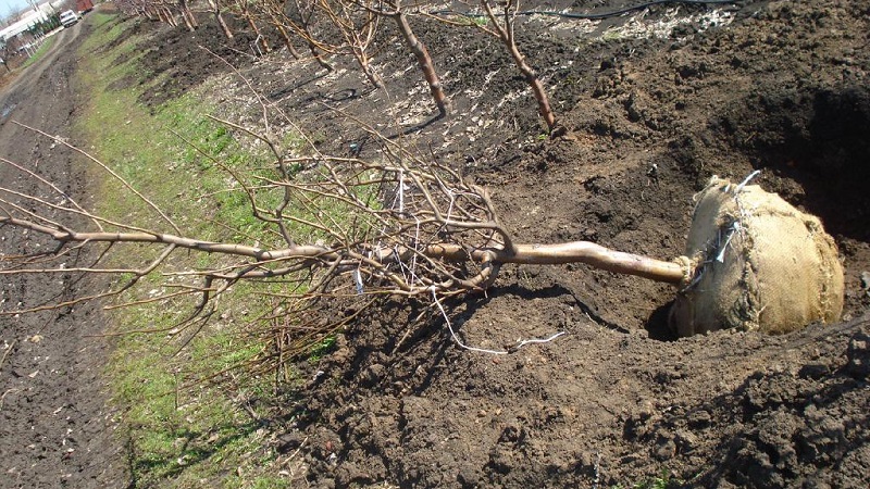 Schritt-für-Schritt-Anleitung zum Pflanzen eines Pfirsichs im Herbst von erfahrenen Gärtnern