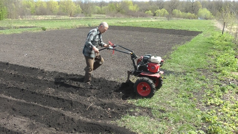 Technologie des Pflanzens von Kartoffeln mit einem handgeführten Traktor