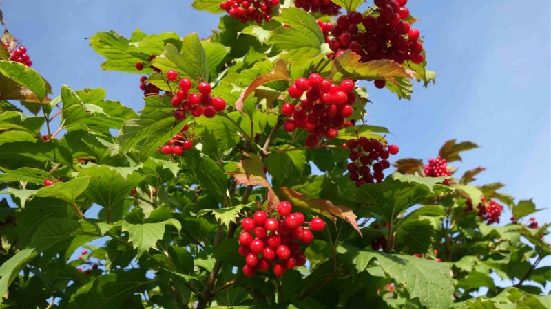 Anleitung zum Pflanzen von Viburnum im Herbst für Gärtneranfänger