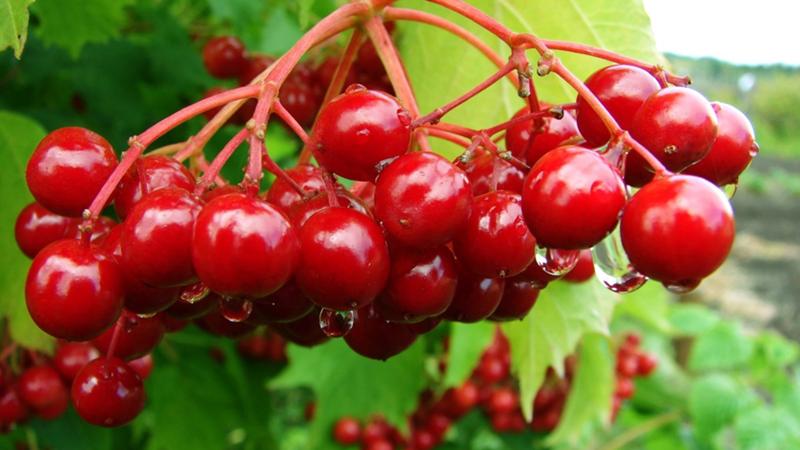 Anleitung zum Pflanzen von Viburnum im Herbst für Gärtneranfänger