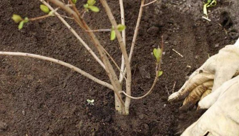 Anleitung zum Pflanzen von Viburnum im Herbst für Gärtneranfänger