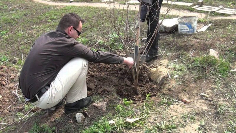 Anleitung zum Pflanzen von Viburnum im Herbst für Gärtneranfänger