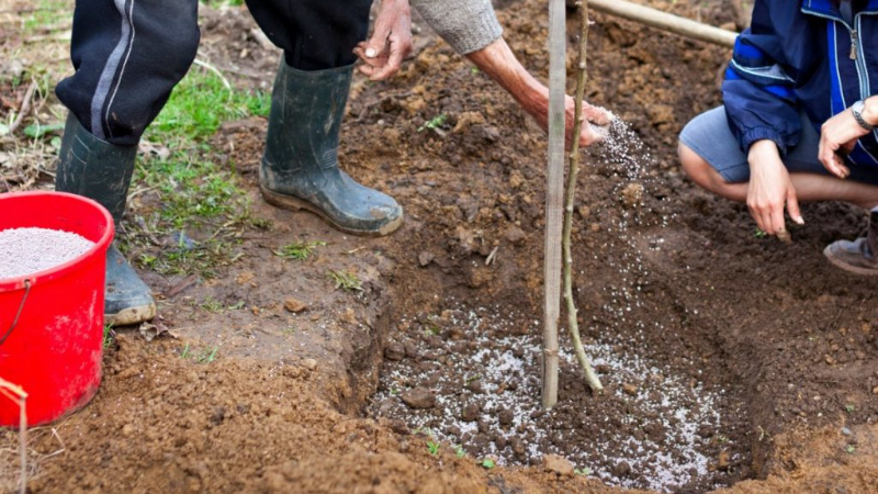 Wie man Kirschen im Herbst richtig pflanzt: Anweisungen für einen unerfahrenen Gärtner