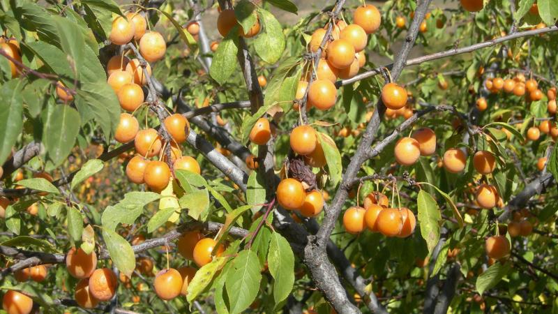 Schritt-für-Schritt-Anleitung zum Pflanzen von Kirschpflaumen im Herbst