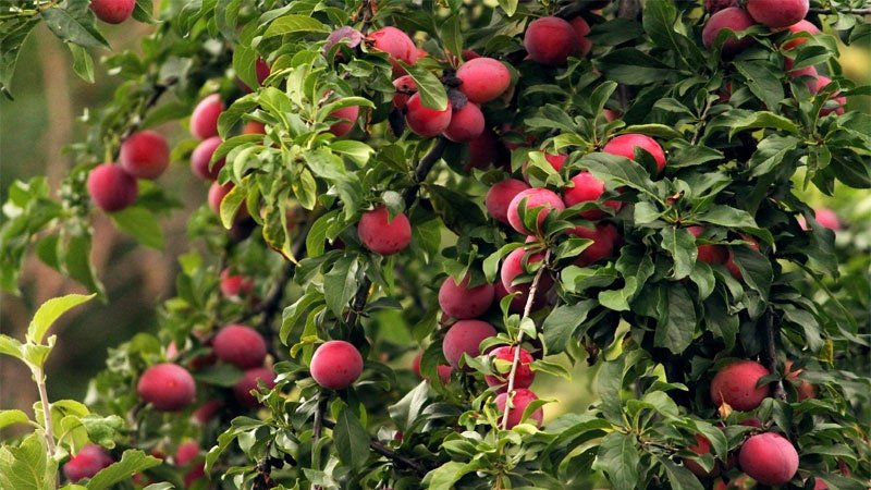 Schritt-für-Schritt-Anleitung zum Pflanzen von Kirschpflaumen im Herbst