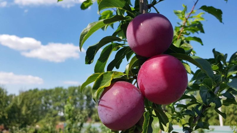 Schritt-für-Schritt-Anleitung zum Pflanzen von Kirschpflaumen im Herbst