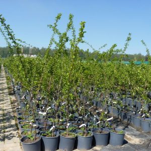 Schritt-für-Schritt-Anleitung zum Pflanzen von Kirschpflaumen im Herbst