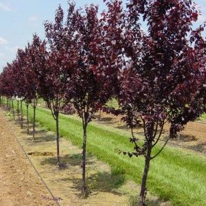 Schritt-für-Schritt-Anleitung zum Pflanzen von Kirschpflaumen im Herbst