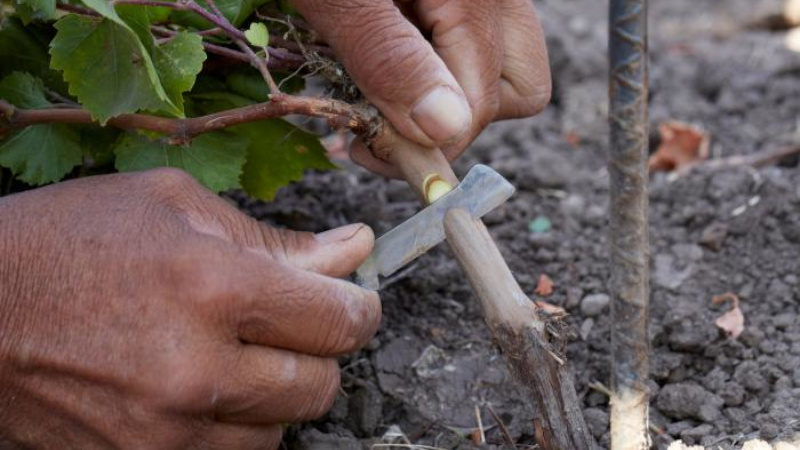 Schritt-für-Schritt-Anleitung zum Pfropfen von Trauben im Herbst