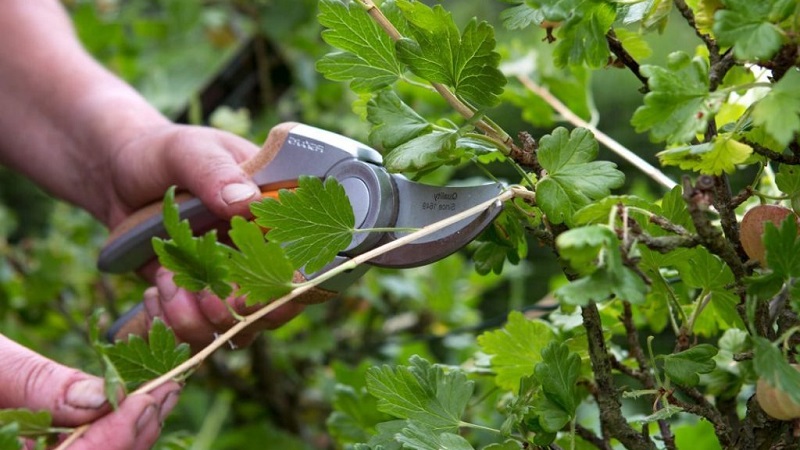 Die wichtigsten Schritte zur Pflege von Stachelbeeren im Frühjahr nach dem Winter für eine gute Ernte