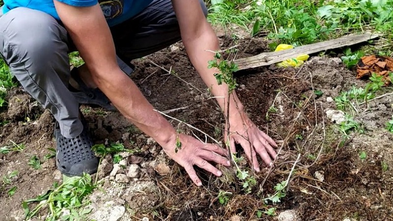 Schritt-für-Schritt-Anleitung zur Pflege von Stachelbeeren im Herbst und zur Vorbereitung auf den Winter