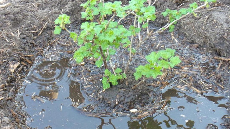 Die wichtigsten Schritte zur Pflege von Stachelbeeren im Frühjahr nach dem Winter für eine gute Ernte