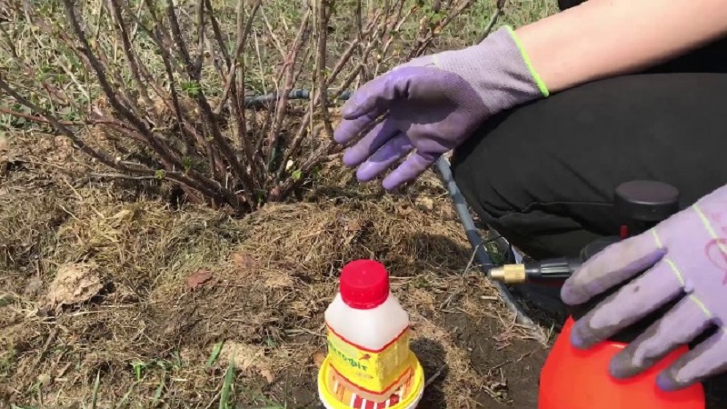 Schritt-für-Schritt-Anleitung zur Pflege von Stachelbeeren im Herbst und zur Vorbereitung auf den Winter