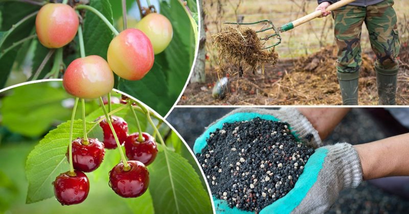 Regeln für die Fütterung von Kirschen im Herbst und die Auswahl der besten Düngemittel für diese Zwecke