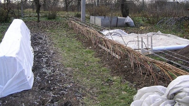 Anleitung zur Pflege von Himbeeren im Frühjahr nach dem Winter und Ratschläge von erfahrenen Gärtnern