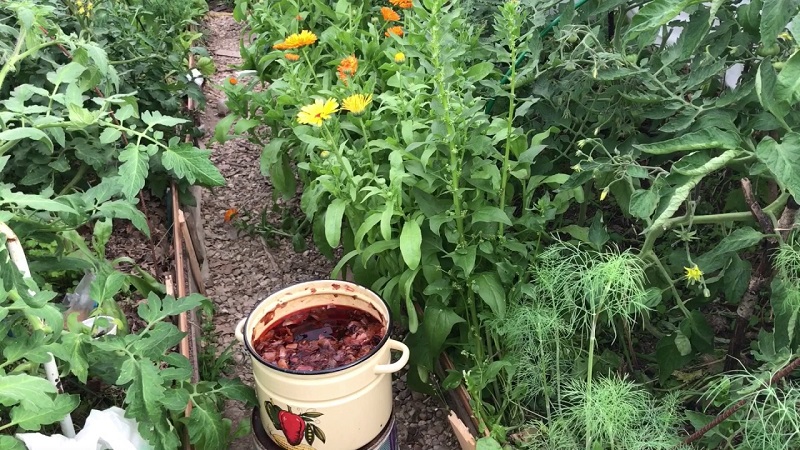 Die Verwendung von Zwiebelschalen für den Garten und Gemüsegarten