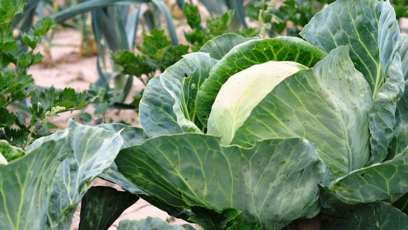 Bewährte Möglichkeiten, um Kohl im Winter auf dem Balkon frisch zu halten