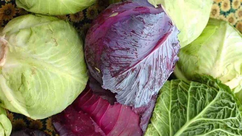 Bewährte Möglichkeiten, um Kohl im Winter auf dem Balkon frisch zu halten