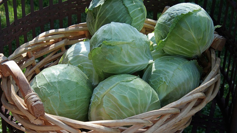 Bewährte Möglichkeiten, Kohl für den Winter frisch zu halten