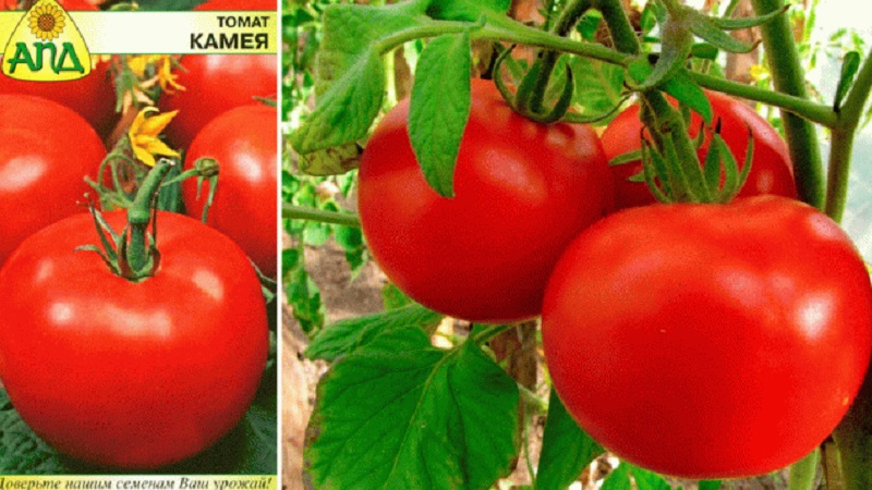 Sorten von Sorten und Hybriden von Tomaten und ihre Eigenschaften