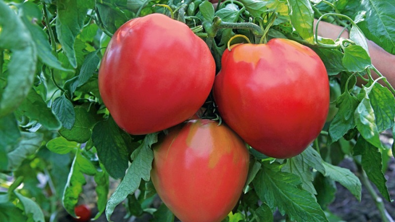 Sorten von Sorten und Hybriden von Tomaten und ihre Eigenschaften