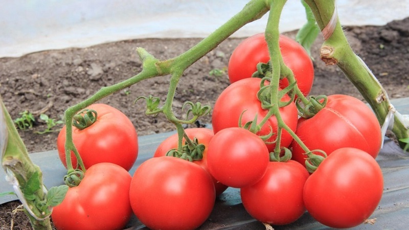 Sorten von Sorten und Hybriden von Tomaten und ihre Eigenschaften