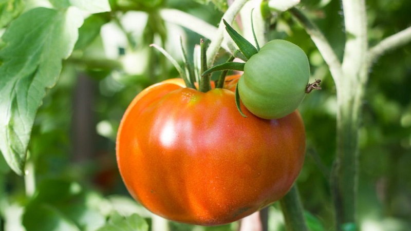 Sorten von Sorten und Hybriden von Tomaten und ihre Eigenschaften