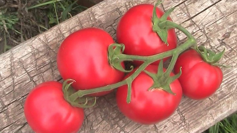 Sorten von Sorten und Hybriden von Tomaten und ihre Eigenschaften