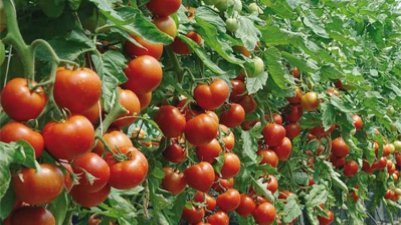 Sorten von Sorten und Hybriden von Tomaten und ihre Eigenschaften