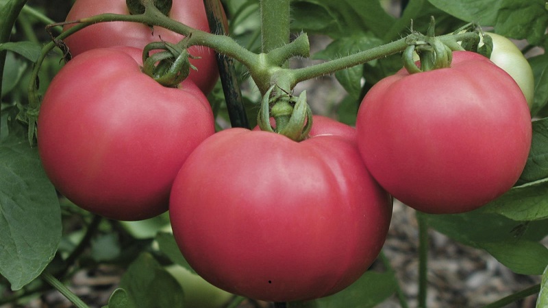 Sorten von Sorten und Hybriden von Tomaten und ihre Eigenschaften