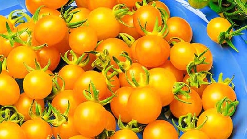 Sorten von Sorten und Hybriden von Tomaten und ihre Eigenschaften