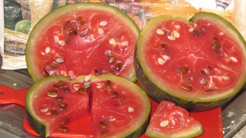 Leckere eingeweichte Wassermelonenrezepte: In einem Topf, einem Glas und einem Fass