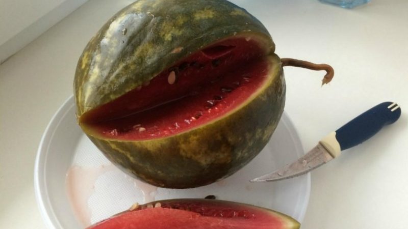 Leckere eingeweichte Wassermelonenrezepte: In einem Topf, einem Glas und einem Fass