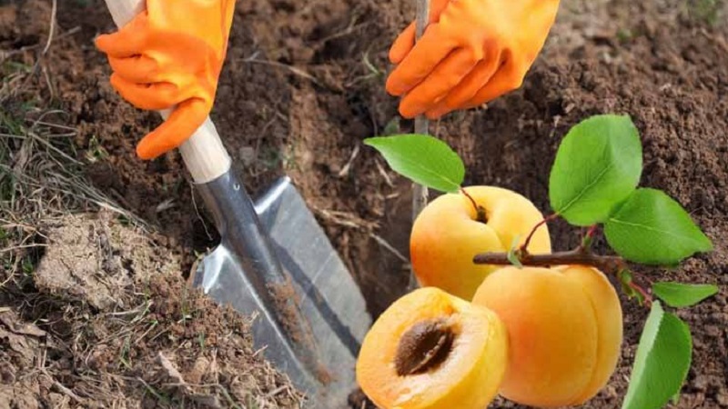 Ein Leitfaden für Anfänger zum Pflanzen von Aprikosen im Herbst