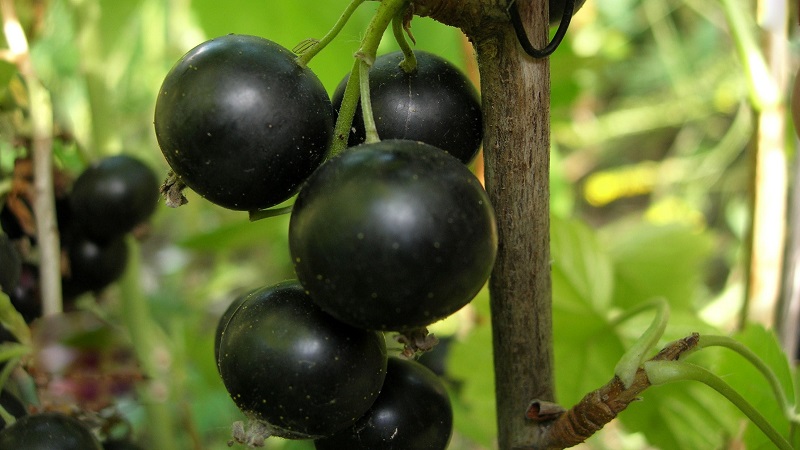 Herbst Johannisbeer Pflanzanleitung für Anfänger Gärtner