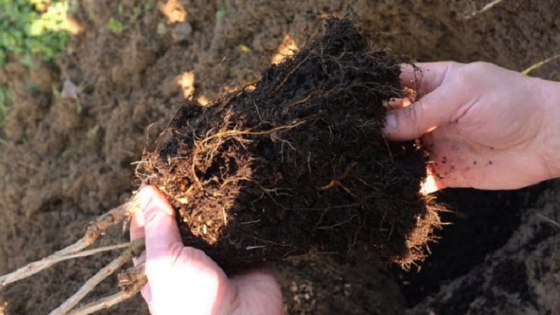 Herbst Johannisbeer Pflanzanleitung für Anfänger Gärtner