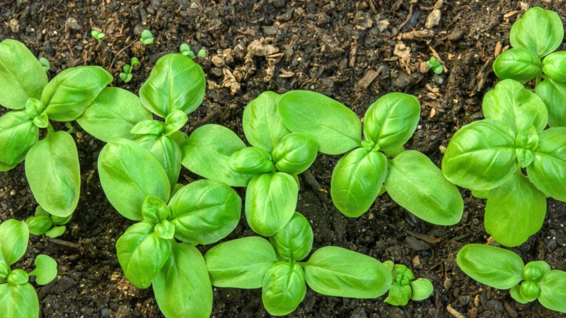 Gemüsegarten das ganze Jahr über: Ist es möglich, Basilikum vor dem Winter zu pflanzen und wie man es richtig macht?