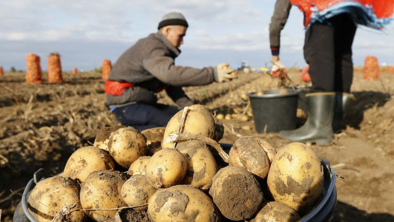 Die weltweit führenden Länder bei der Kartoffelernte