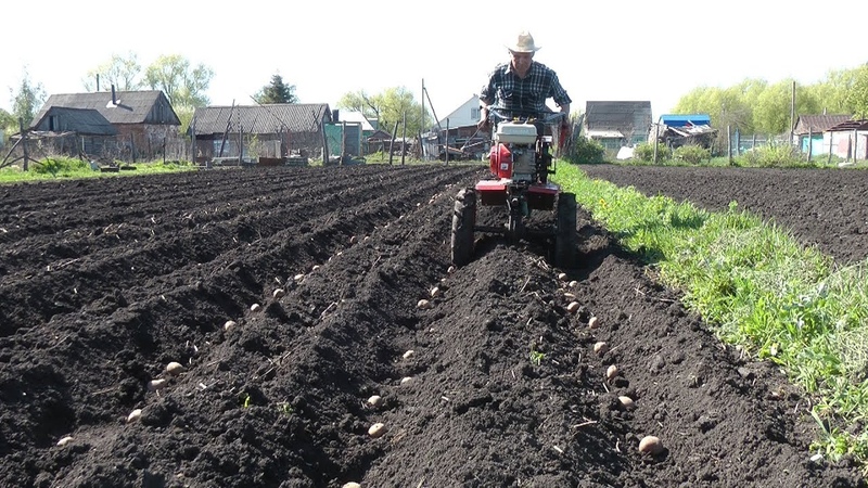 Technologie des Pflanzens von Kartoffeln mit einem handgeführten Traktor